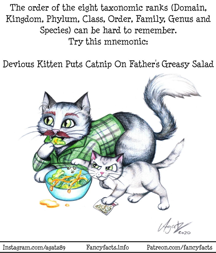 Taxomnemonic