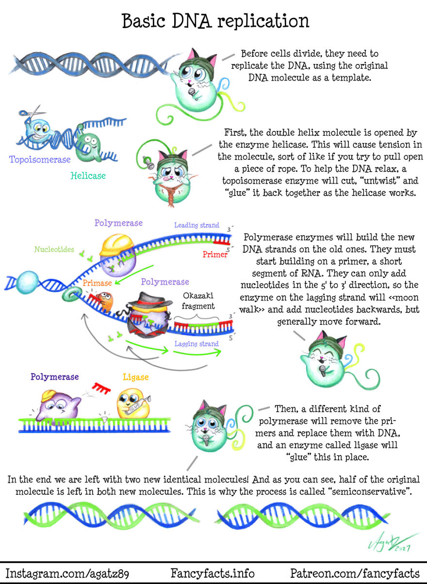 Basic DNA Replication