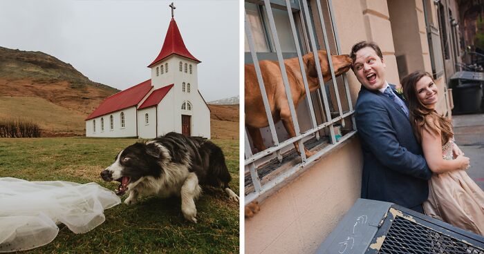 19 Adorable Dogs That Made It To The Finals On World’s Best Wedding Photos