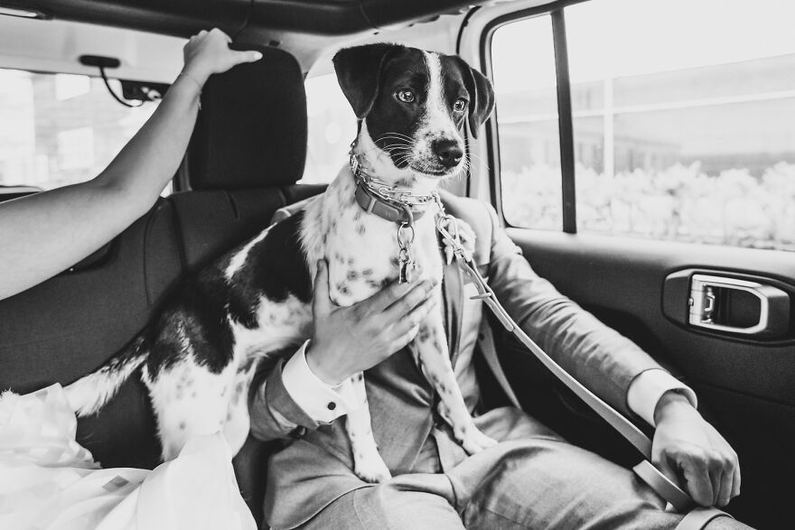 This Loyal Friend Provides The Perfect Way For Going Incognito