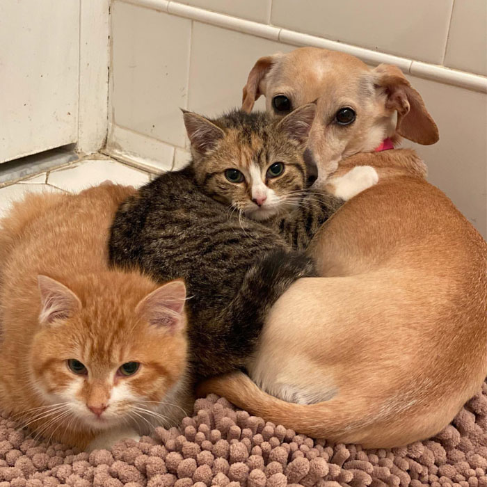 Dog Takes Shy Kittens Under Her Wing While They Build Up Courage To Interact With People