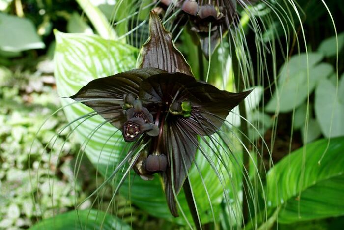 14 Strange Plants That Prove We Could Be Living On A Alien Planet