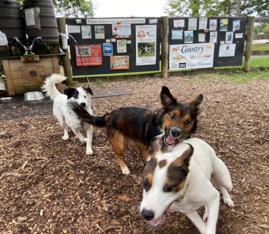 Dogs Reunite With Long Lost Littermate Through Popular Online Dog Dna Testing Provider (Dna Results Included)