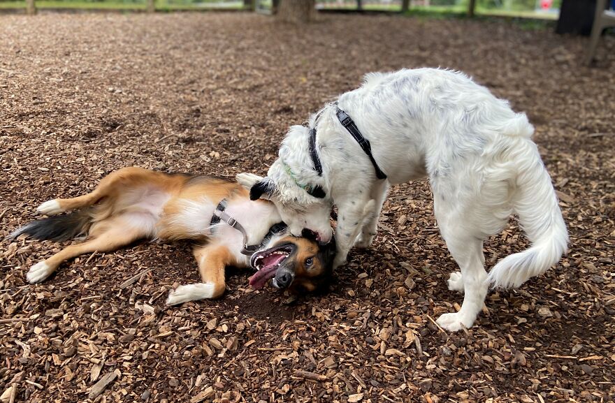 Dogs Reunite With Long Lost Littermate Through Popular Online Dog Dna Testing Provider (Dna Results Included) Dogs Reunite With Long Lost Littermate Through Popular Online Dog Dna Testing Provider (Dna Results Included)