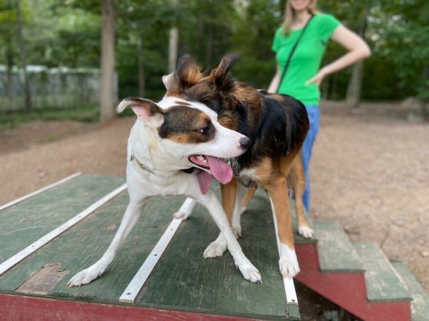 Dogs Reunite With Long Lost Littermate Through Popular Online Dog Dna Testing Provider (Dna Results Included)