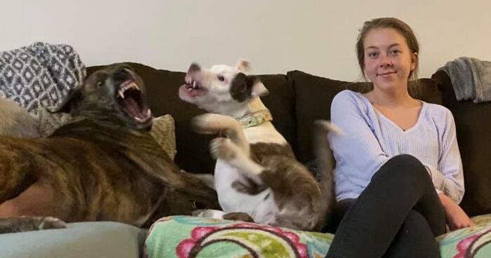 40 Of The Best Family Photos Featuring Dogs And Their Owners From Facebook’s #FamilyPortraitChallenge
