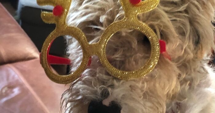 Pandas, Post Pictures Of Your Derpy Pets That Make You Smile (Closed)