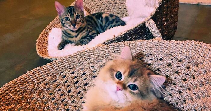 Hey Pandas, If You Have More Than One Pet, Post Them All In One Picture (Closed)