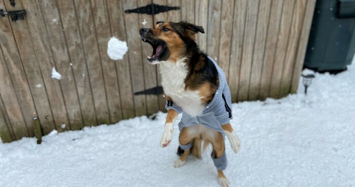 Hey Pandas, Photoshop This Dog Dispalying The Proper Snow Catching Form (Closed)