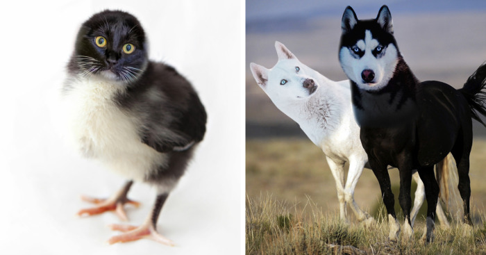 Hey Pandas, Create The Weirdest Animal Yet Using Photoshop (Closed)