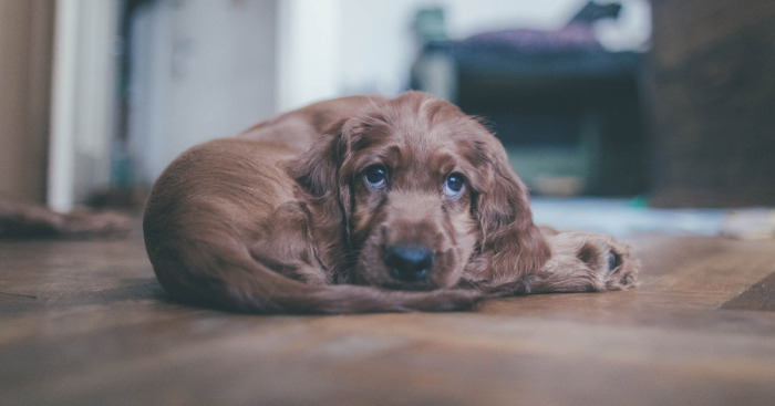 My Life With Baloo (19 Pics)