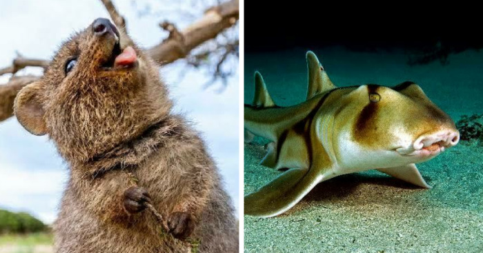 Adorable and weird Australian animals including a quokka smiling and a striking wobbegong shark resting on the sea floor.