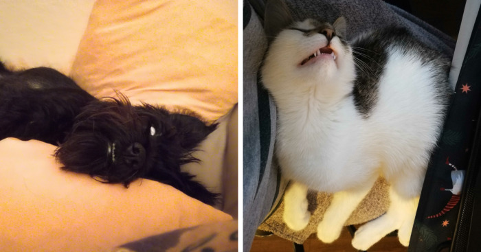 Hey Pandas, Post Weird Things Your Pet Does While Sleeping (Closed)