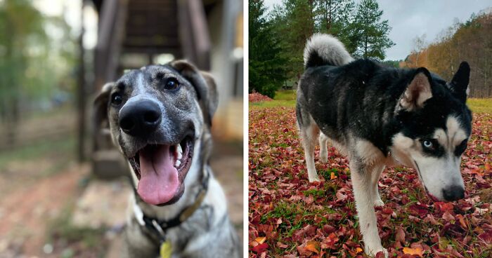 Hey Pandas, What Would Your Pet’s Profile Picture Be If They Could Have One? (Closed)