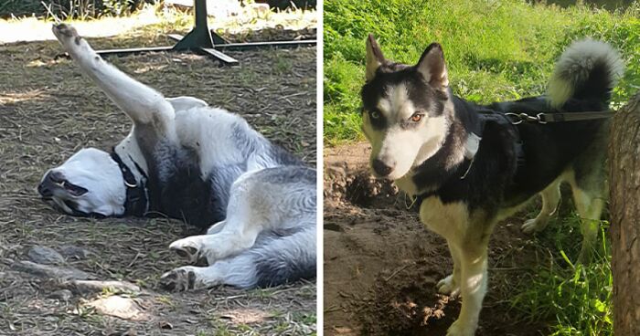 Hey Pandas, Show Me The Best And Worst Photo That You Have Of Your Pets (Closed)