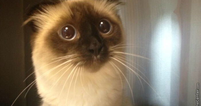 Hey Pandas, Make The Best Meme (Closed)