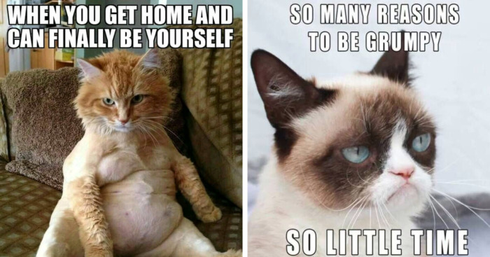 Hey Pandas, What’s Your Favorite Cat Meme? (Closed)