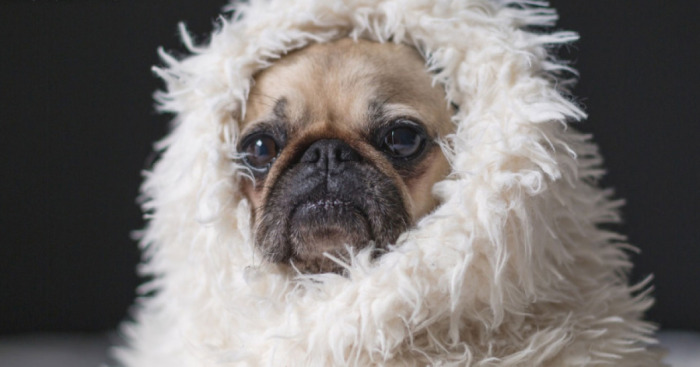 Show Me The Laziest, Biggest, And Fluffiest Dogs That You Have Seen (Closed)