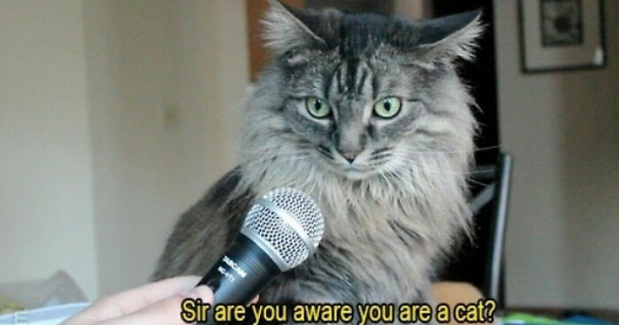 Hey Pandas, Draw This Cat Meme (Closed)