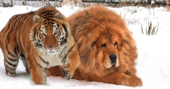 Hey Pandas, What Is The Biggest Animal You’ve Ever Seen? (Closed)