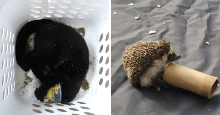 Hey Pandas, Share The Funniest Picture Of Your Pet