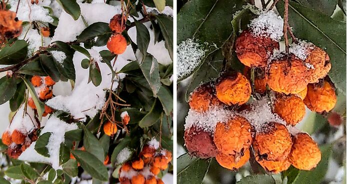 Hello Pandas, Post A Photo Of A Bright-Colored Accent In Winter (Closed)