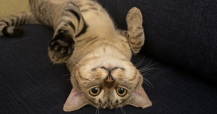 Hey Pandas, Post A Picture Of Your Pet In A Funny Pose (Closed)