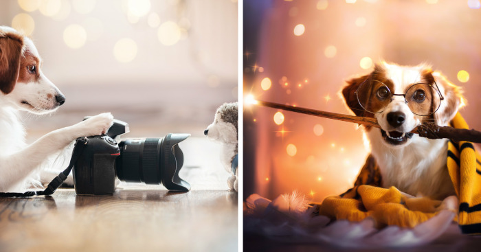 I Take Creative Photos Of Our Dogs At Home During The Lockdown