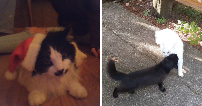 Hey Pandas, Show A Pic Of Your Cat When They’re Mad (Closed)