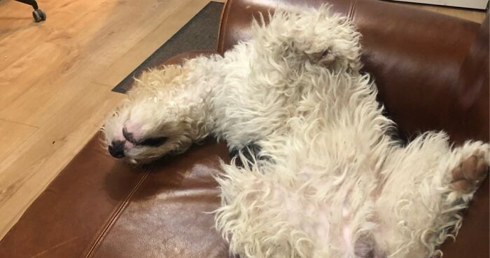 Pandas, What Strange Way Does Your Pet Like To Sleep? (Closed)