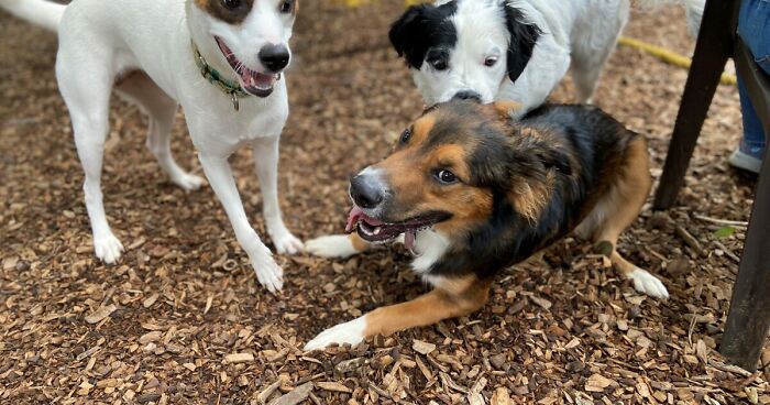 Dogs Reunite With Long Lost Littermate Through Popular Online Dog Dna Testing Provider (Dna Results Included)