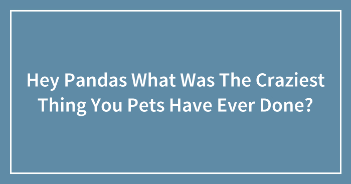 Hey Pandas What Was The Craziest Thing You Pets Have Ever Done?