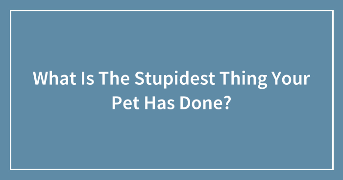 What Is The Stupidest Thing Your Pet Has Done?