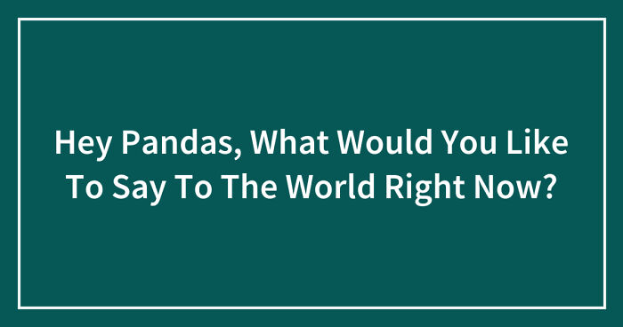 Hey Pandas, What Would You Like To Say To The World Right Now?