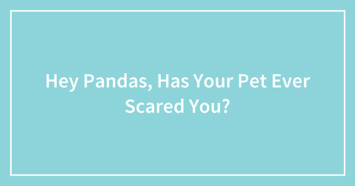 Hey Pandas, Has Your Pet Ever Scared You? (Closed)