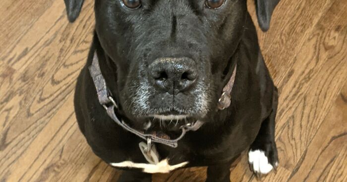 Hey Pandas, Roast Each Other