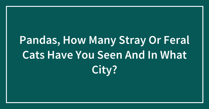Pandas, How Many Stray Or Feral Cats Have You Seen And In What City? (Closed)