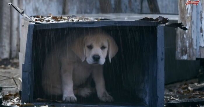 Hey Pandas, Make Him Happy, Please (Closed)