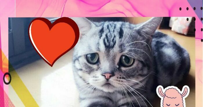 Pandas, Photoshop The Best Image You Can (Closed)