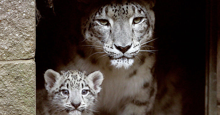 Hey Pandas, Draw A Snow Leopard! (Closed)