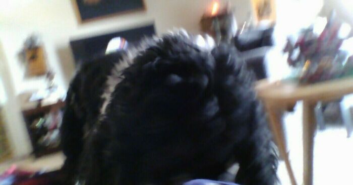 Pandas, Show Me Your Fluffiest Dogs (Closed)