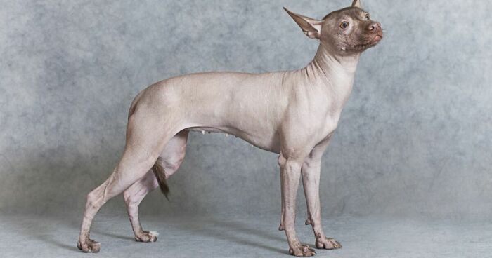 Hey Pandas, Make Him Cute, Even Though He Already Is (Closed)