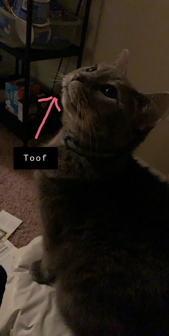 This Feral Cat Decided She Wanted To Live With Humans, So She Invited Herself Inside And Never Left This Feral Cat Decided She Wanted To Live With Humans, So She Invited Herself Inside And Never Left