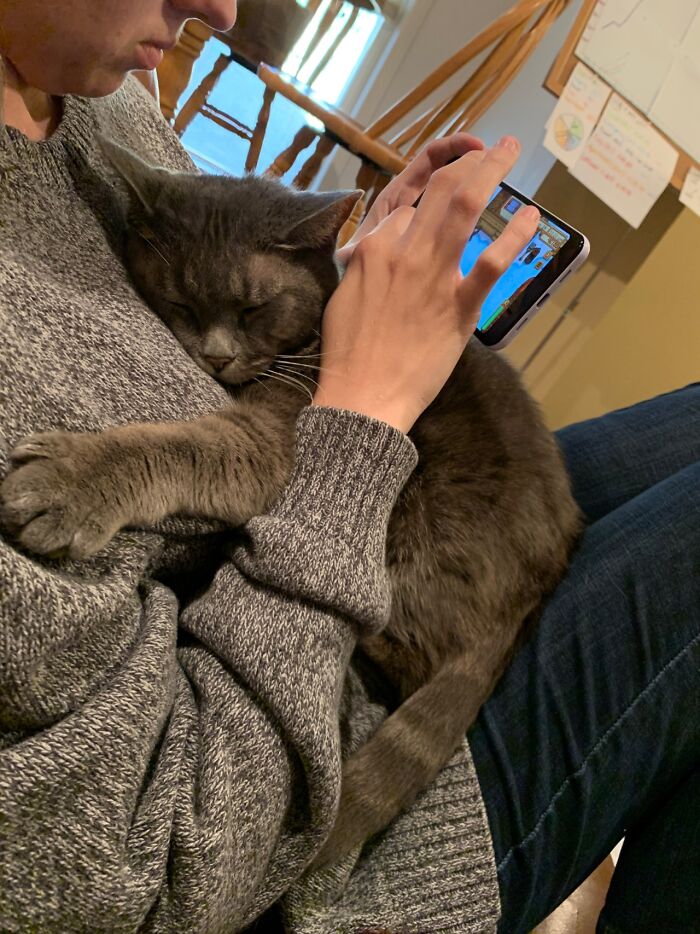 This Feral Cat Decided She Wanted To Live With Humans, So She Invited Herself Inside And Never Left This Feral Cat Decided She Wanted To Live With Humans, So She Invited Herself Inside And Never Left