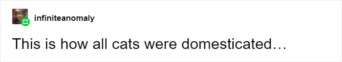 This Feral Cat Decided She Wanted To Live With Humans, So She Invited Herself Inside And Never Left