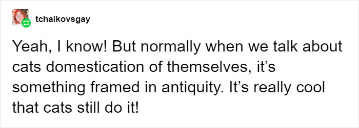 This Feral Cat Decided She Wanted To Live With Humans, So She Invited Herself Inside And Never Left This Feral Cat Decided She Wanted To Live With Humans, So She Invited Herself Inside And Never Left