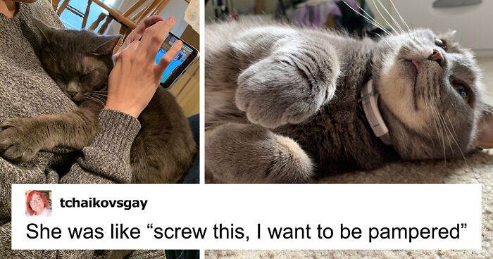 This Feral Cat Decided She Wanted To Live With Humans, So She Invited Herself Inside And Never Left