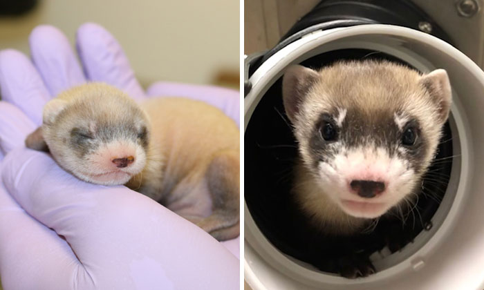 Scientists Successfully Clone A Ferret That Died In 1988, And This Might Be A Way Of Protecting Endangered Species