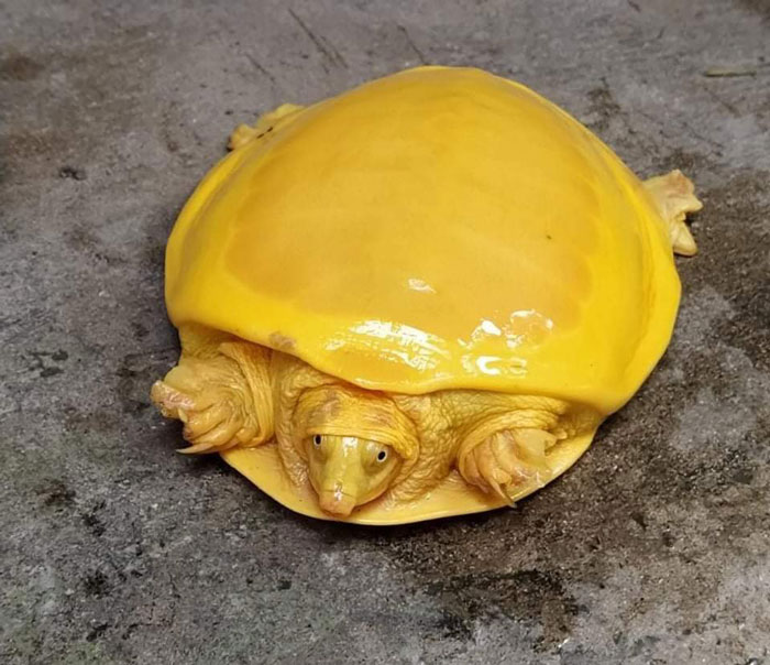 Forbidden Egg Yolk