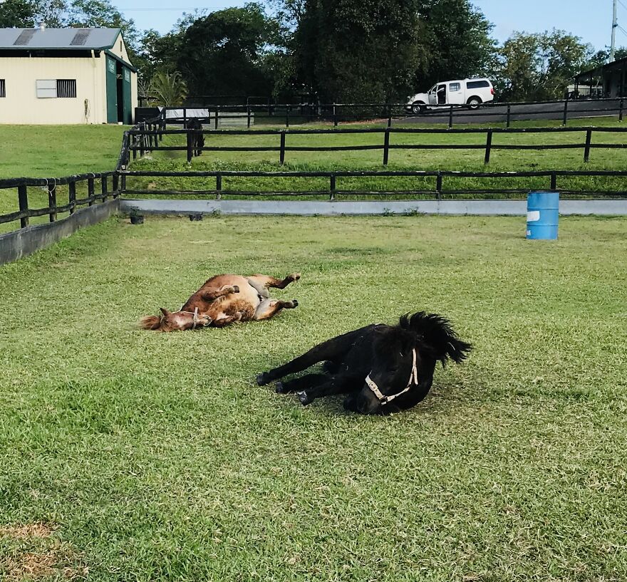 My Two Babies Rolling After A Bath